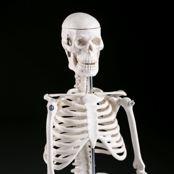 Анатомическая модель Скелет человека 45 см