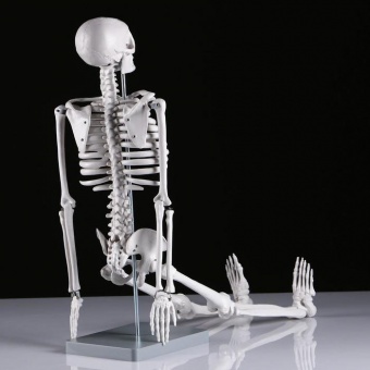 Анатомическая модель Скелет человека 85 см