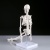 Анатомическая модель Скелет человека 45 см