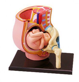 Анатомическая модель 4D Master Таз беременной женщины