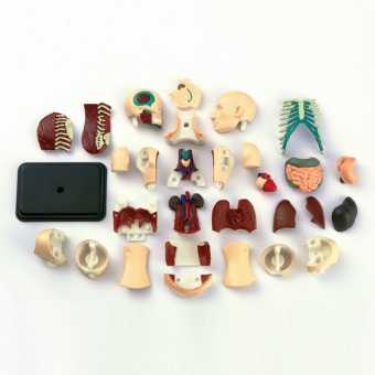 Анатомический набор Edu-Toys Тело человека