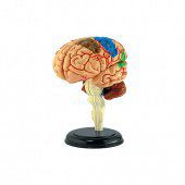 Анатомическая модель 4D Master Мозг человека