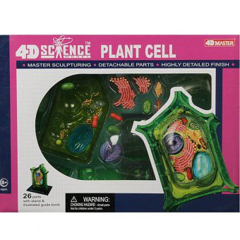 Модель 4D Master Строение клетки растения