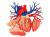 Анатомическая модель 4D Master Сердце человека Deluxe
